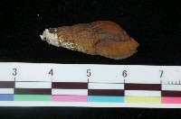 藏品(顆粒川蜷)的圖片